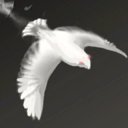 chess damage effect white pigeon chess damage effect white pigeon